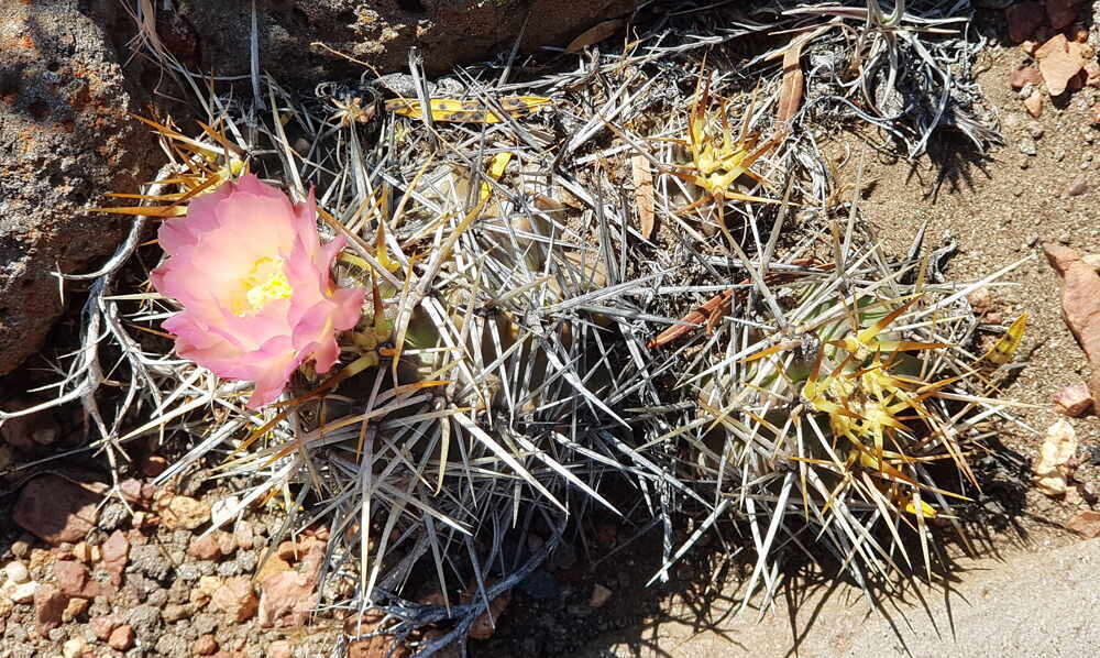 Imagem de Austrocactus longicarpus