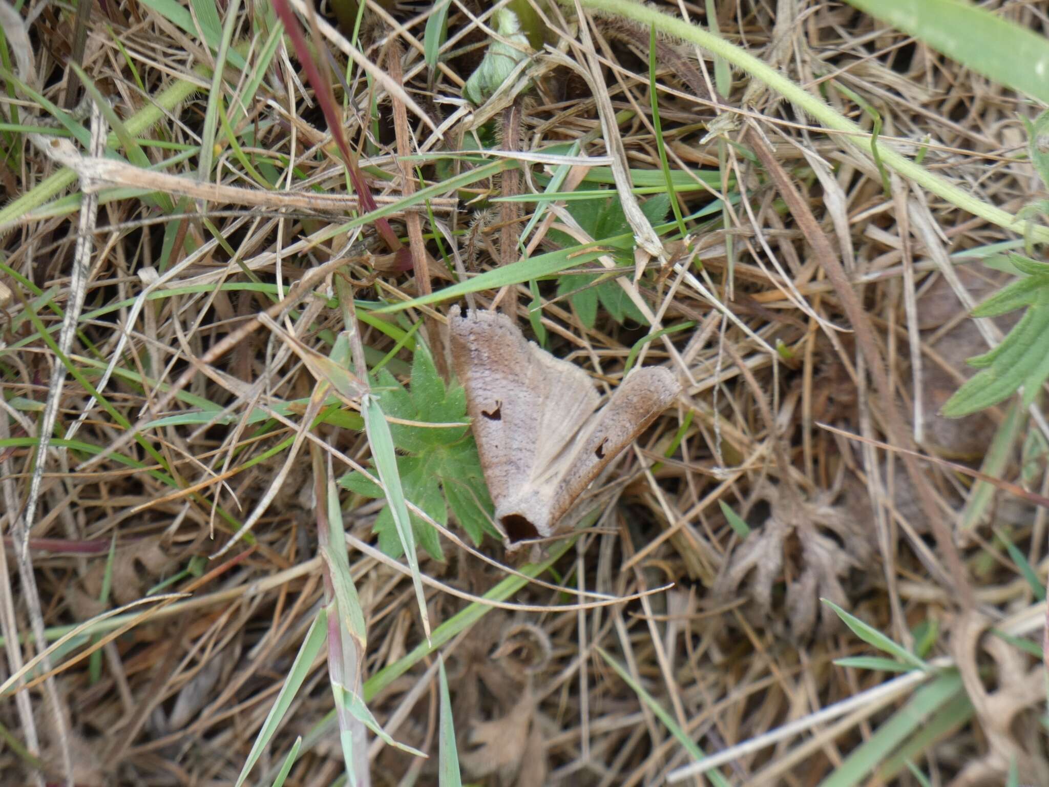 Plancia ëd <i>Lygephila pastinum</i>