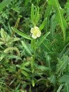 Oenothera spachiana Torr. & Gray resmi