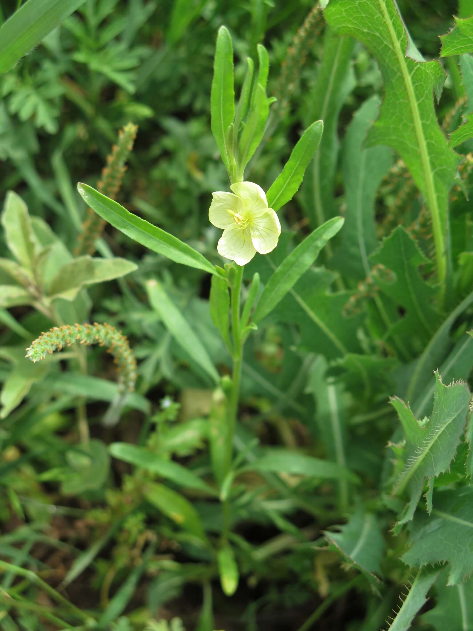 Oenothera spachiana Torr. & Gray resmi