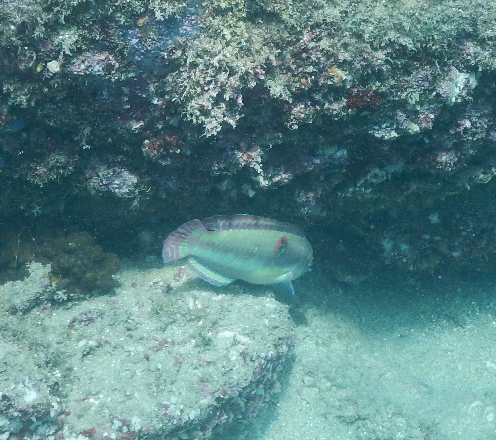 Image of Wounded wrasse