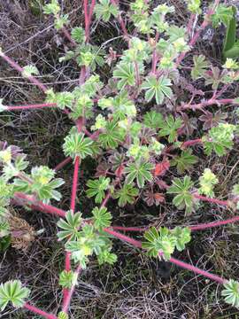 صورة Alchemilla andringitrensis Viguier & De Wild.