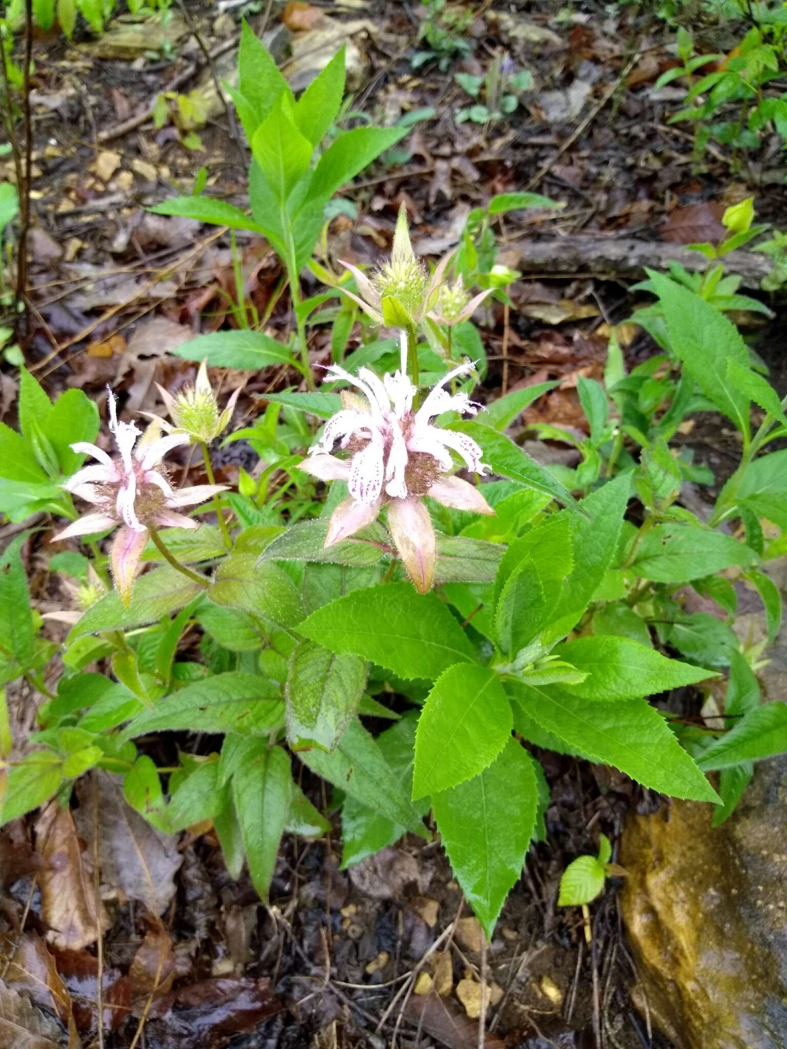 Image of eastern beebalm