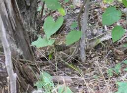 Image of Basilisk Rattlesnake