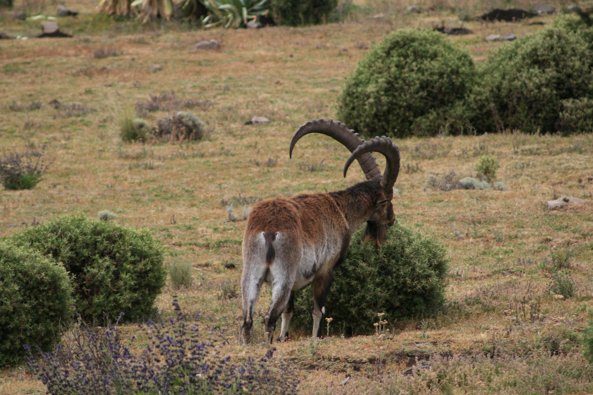 Image of Walia Ibex