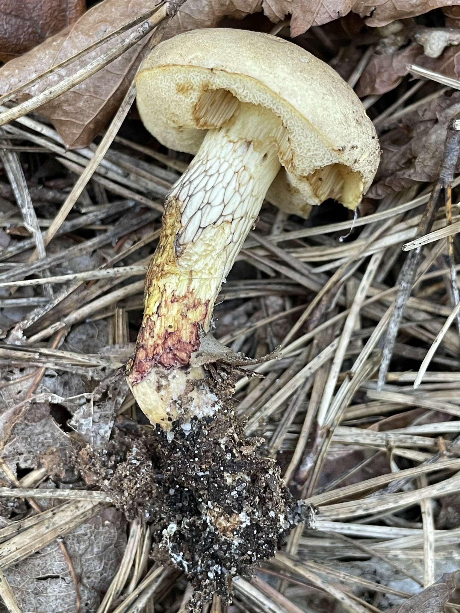 Image of Retiboletus vinaceipes B. Ortiz, Lodge & T. J. Baroni 2007