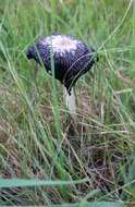 Image of Coprinus spadiceisporus Bogart 1976