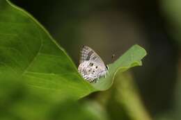 Image of Deudorix lorisona coffea