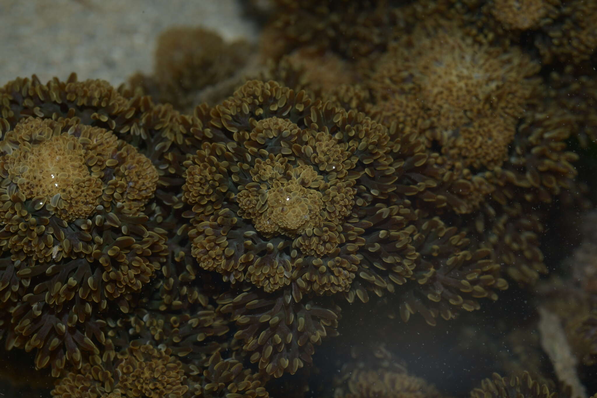 Image of tree anemone