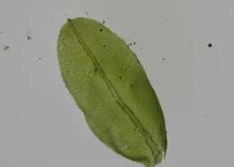 Image of intermediate plagiomnium moss