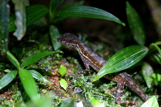 Image of Lion Anole