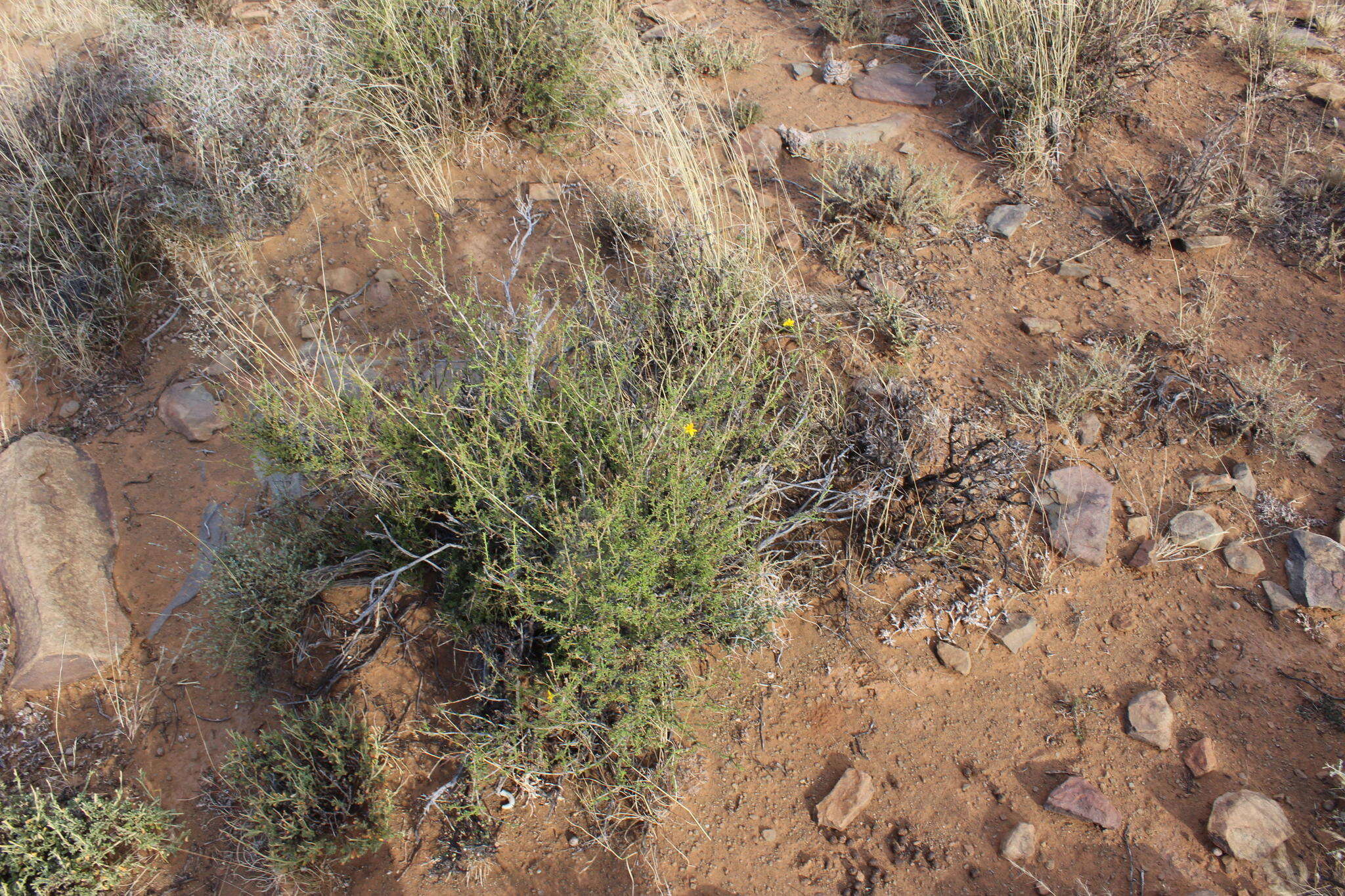 Image de Osteospermum leptolobum (Harv.) T. Norl.