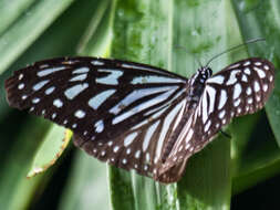 Image of Ideopsis vulgaris contigua Talbot 1939