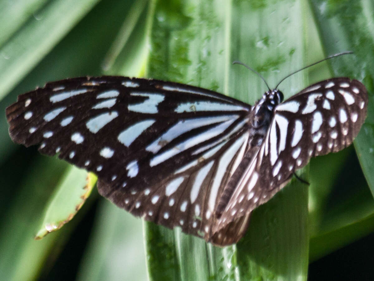 صورة Ideopsis vulgaris contigua Talbot 1939