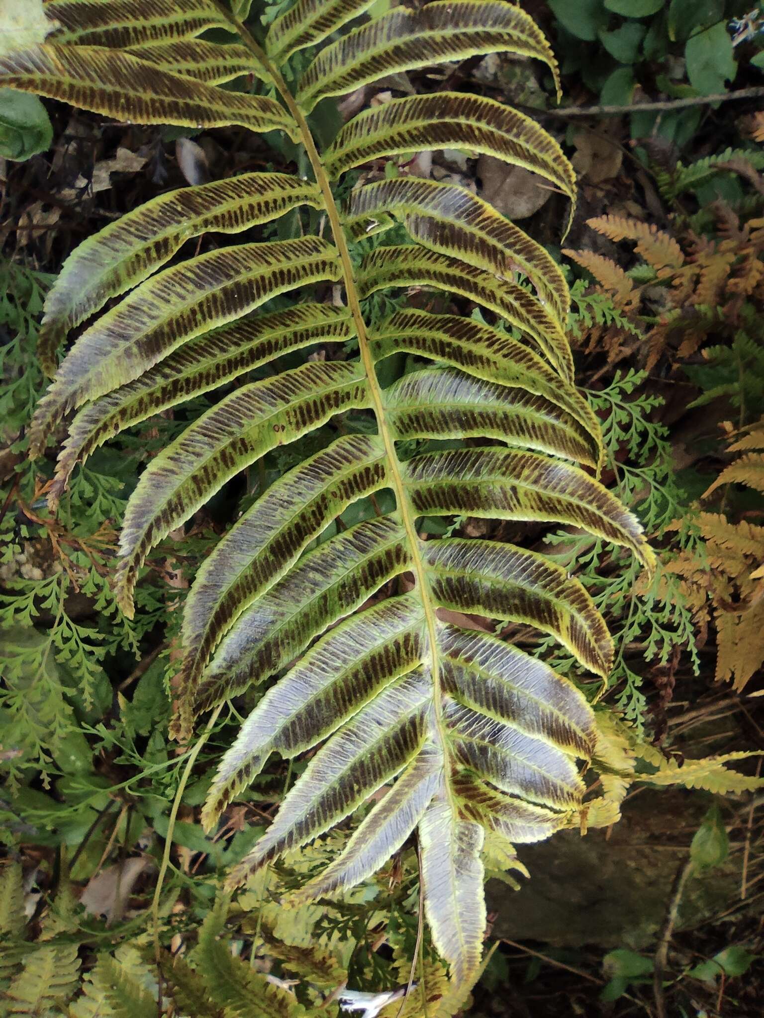 Image of Plagiogyria japonica Nakai