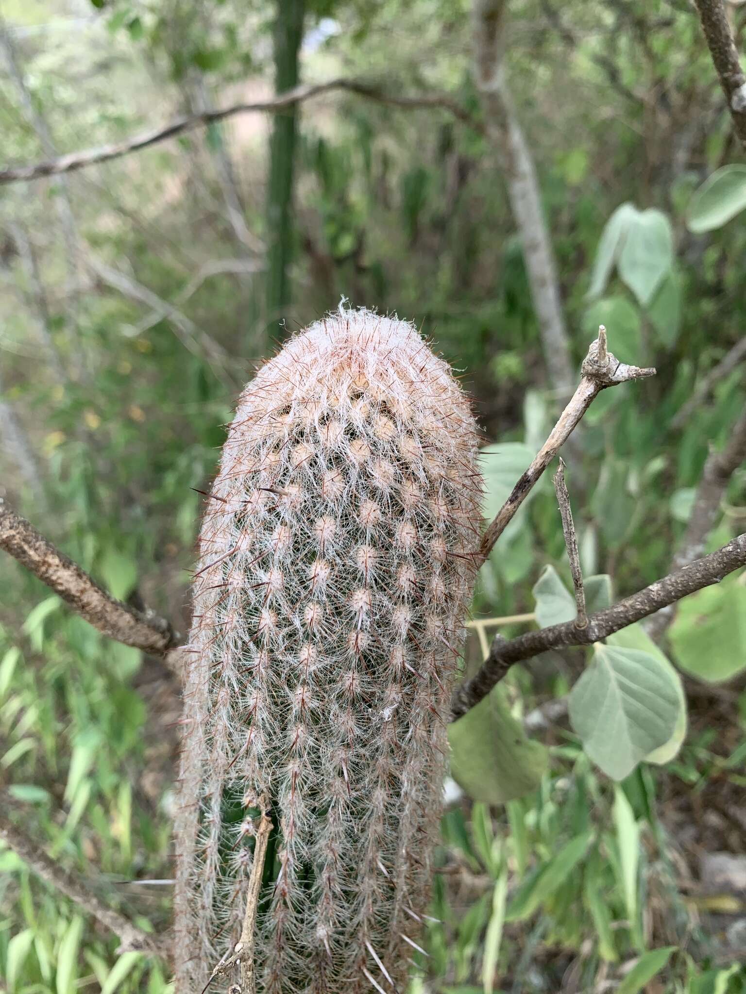 Image of Cotton Ball Cactus