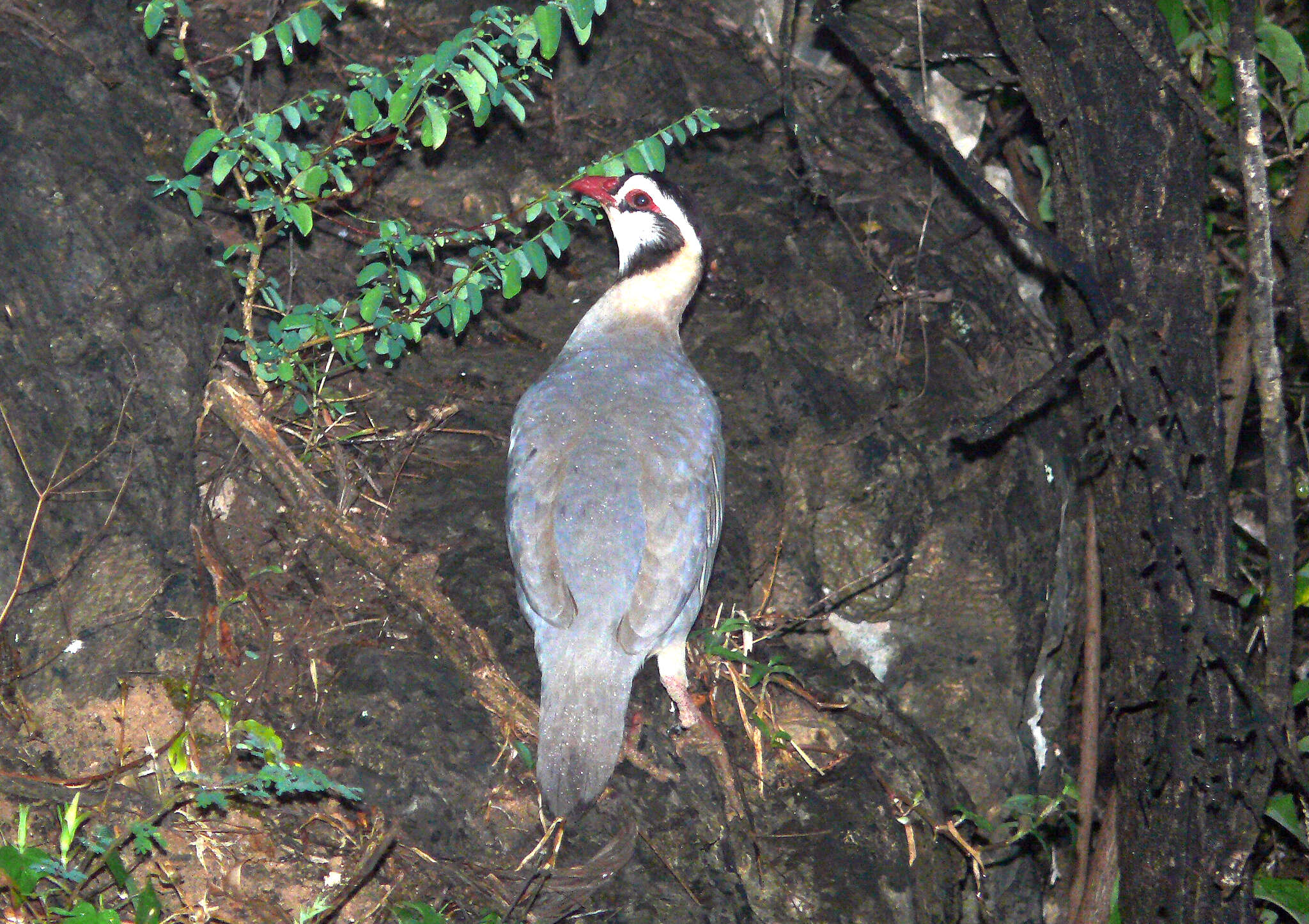 Alectoris melanocephala (Rüppell 1835) resmi