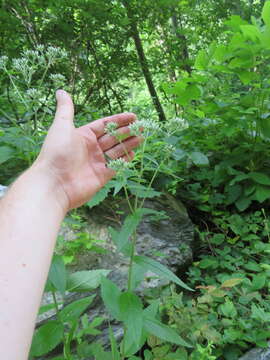 Plancia ëd Eupatorium sessilifolium var. vaseyi (Porter) Fern. & Grisc.