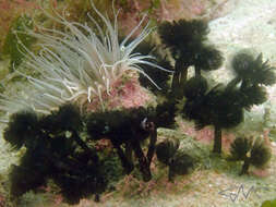 Image of Brown whirl tubeworm