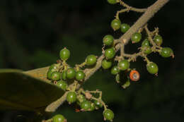 Image de Trema micrantha (L.) Bl.