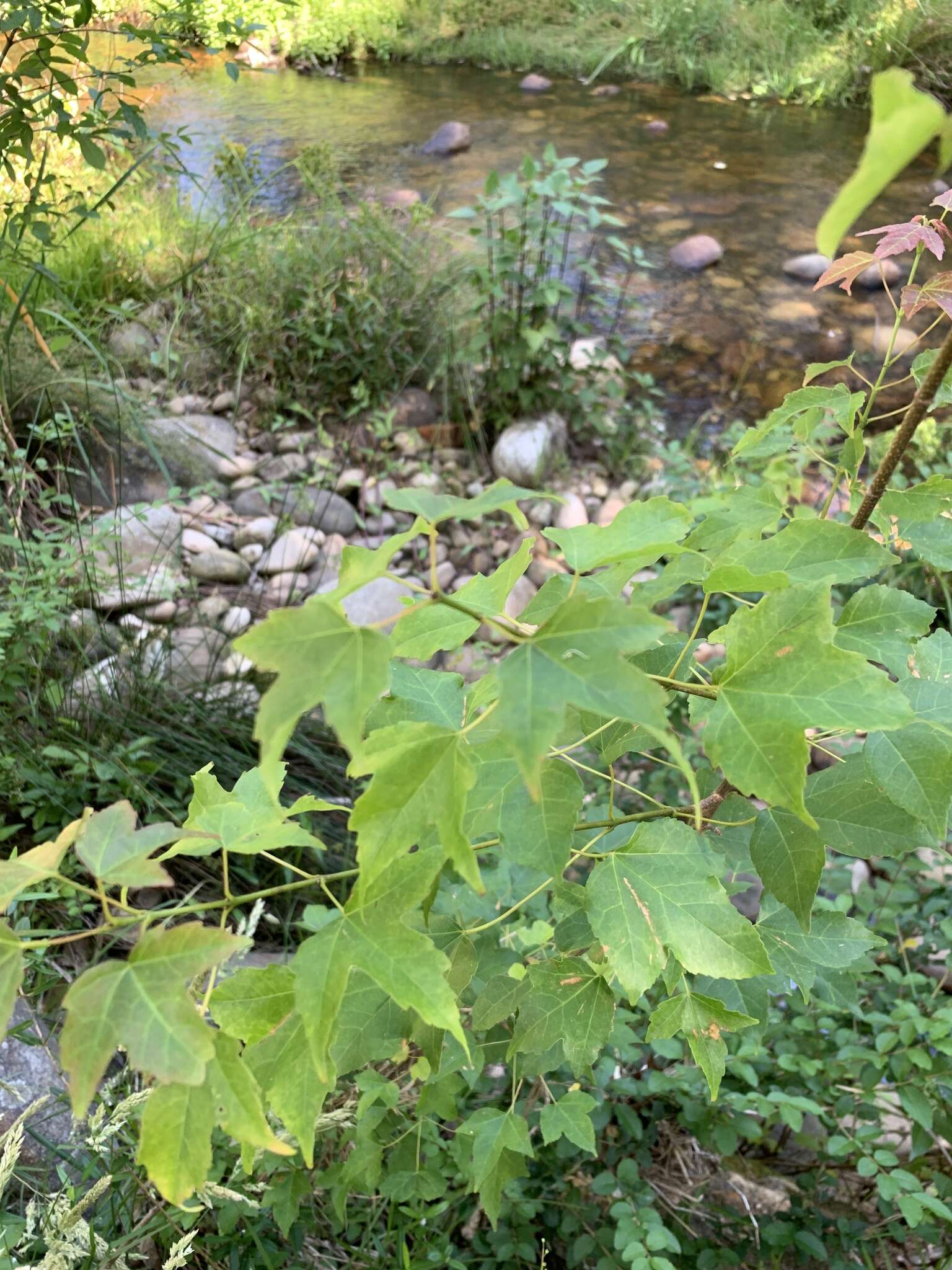 Image of three-toothed maple