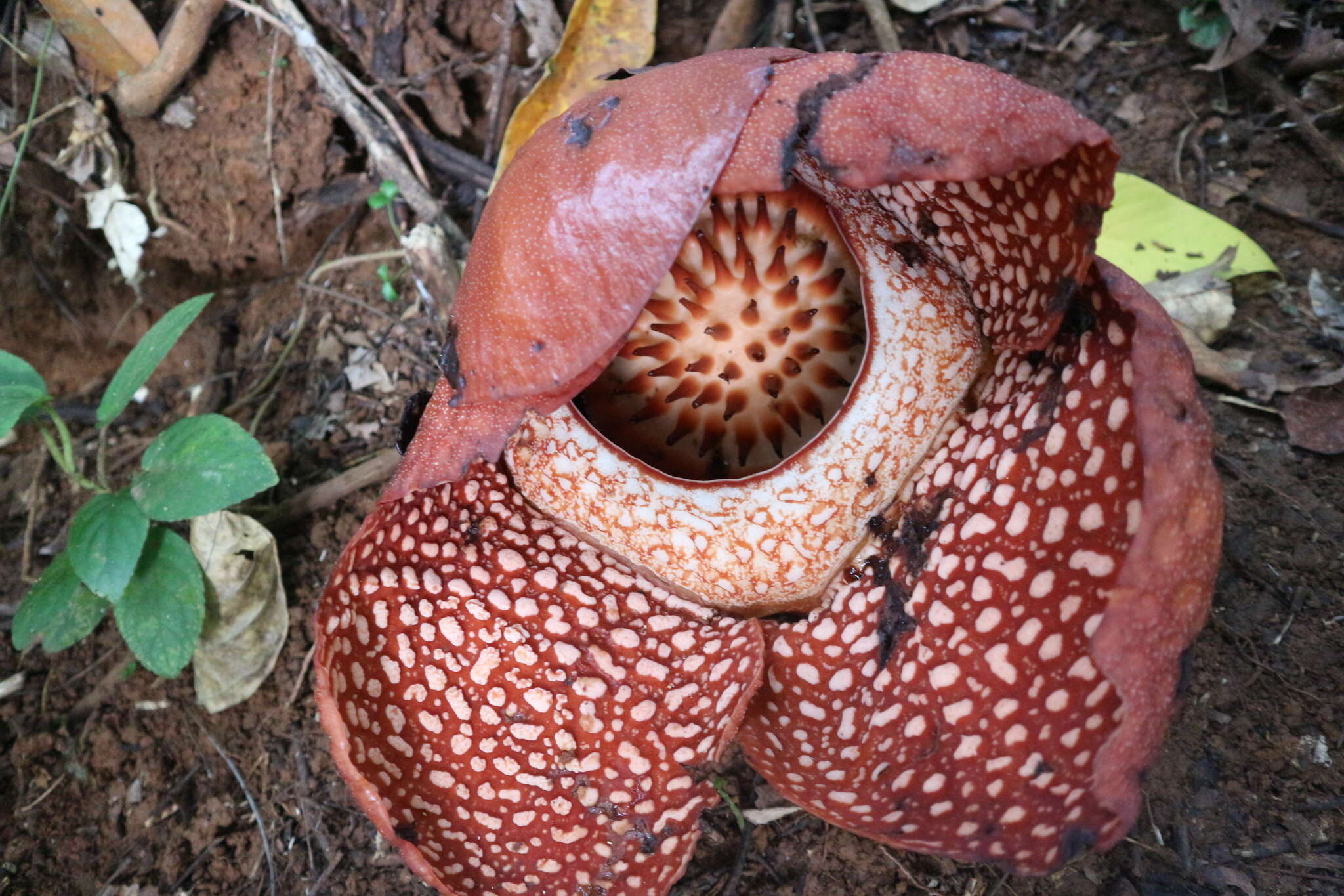 Image of Stinking Corpse Lily