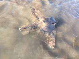 Image of Southern Eagle Ray