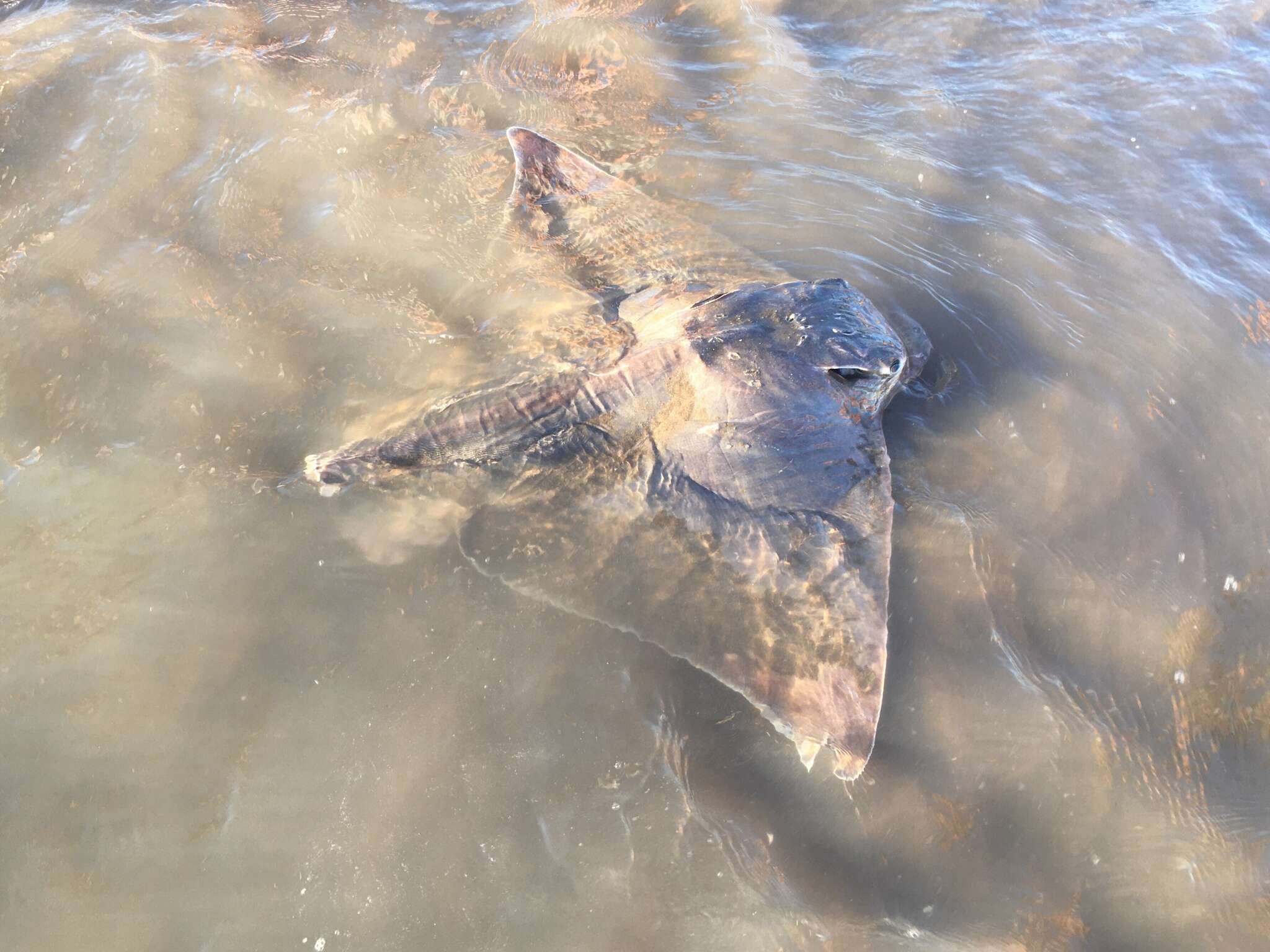 Image de Aigle de Mer du Sud