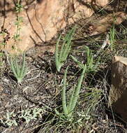 Image of Bulbine succulenta Compton