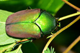 Image of Cotinis laticornis Bates 1889