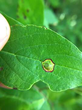 صورة Parallelodiplosis subtruncata (Felt 1907)