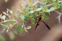 Image of Polistes comanchus de Saussure 1857