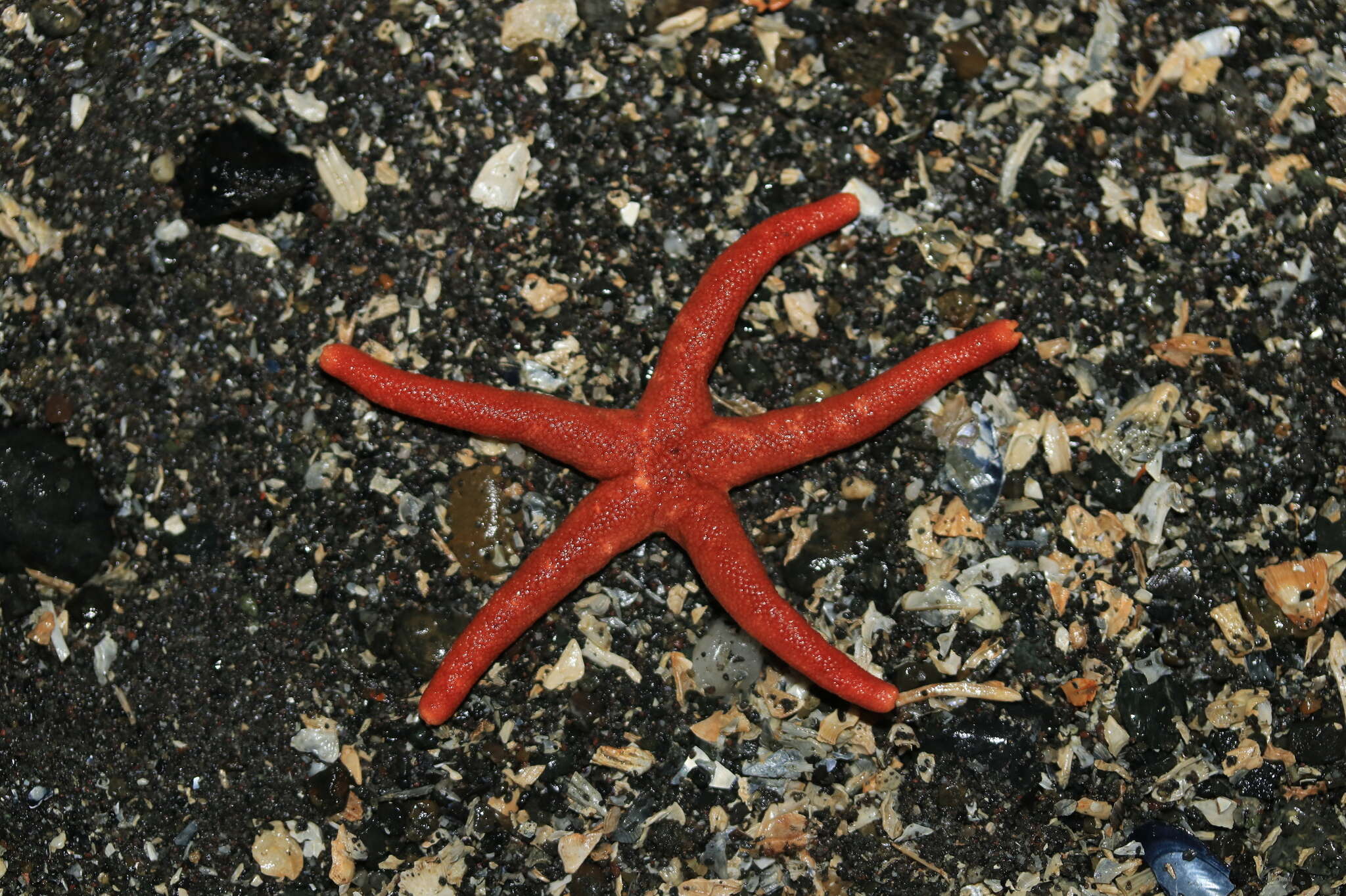 Image of Pacific blood star