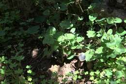 Image of Aristolochia cretica Lam.