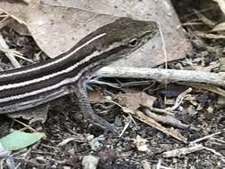 Image of Five-striped grass anole