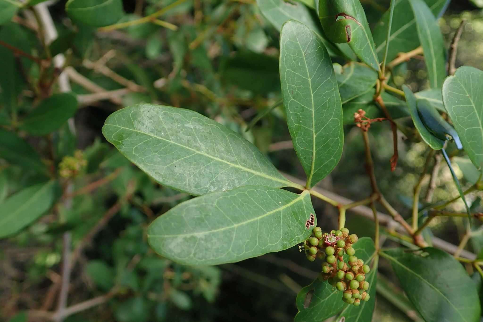 Image of Bushveld grape