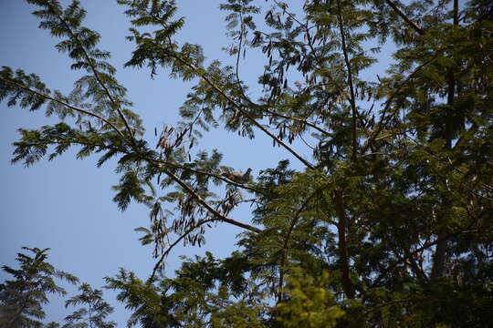 Image of African Mourning Dove