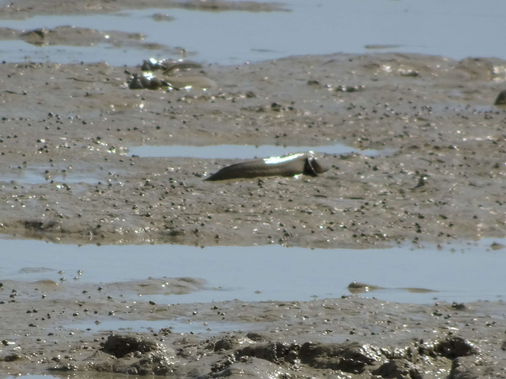 Image of Blue-spotted mud-hopper