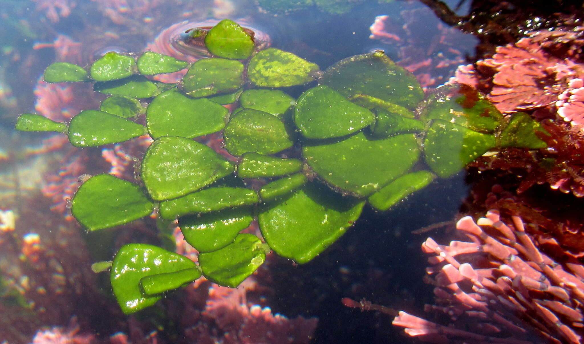 Image of Halimeda cuneata