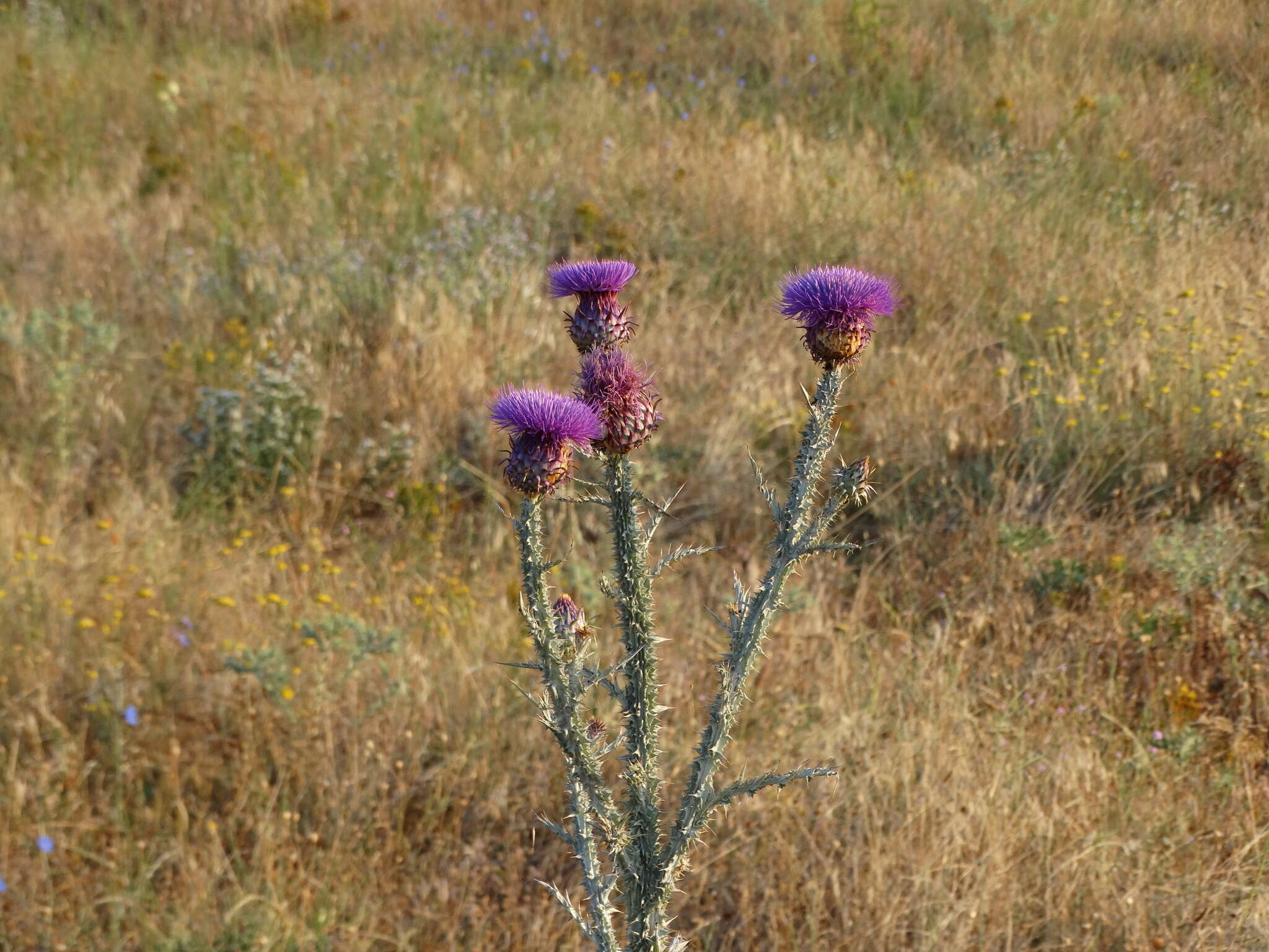 Image of Illyrian cottonthistle