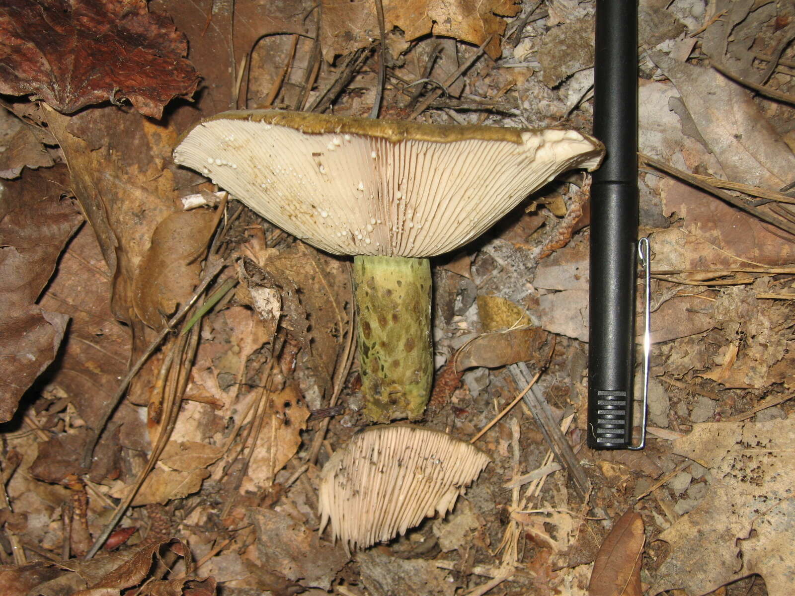 Слика од Lactarius atroviridis Peck 1889