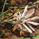 Image of Petrophile stricta C. A. Gardner ex D. B. Foreman