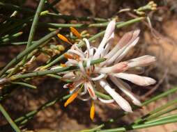 Sivun Petrophile stricta C. A. Gardner ex D. B. Foreman kuva