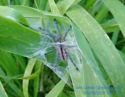 Image of Bahia Purple Red Tarantula