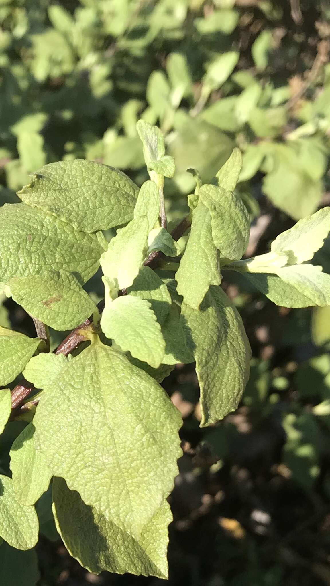 Image of San Diego bur ragweed