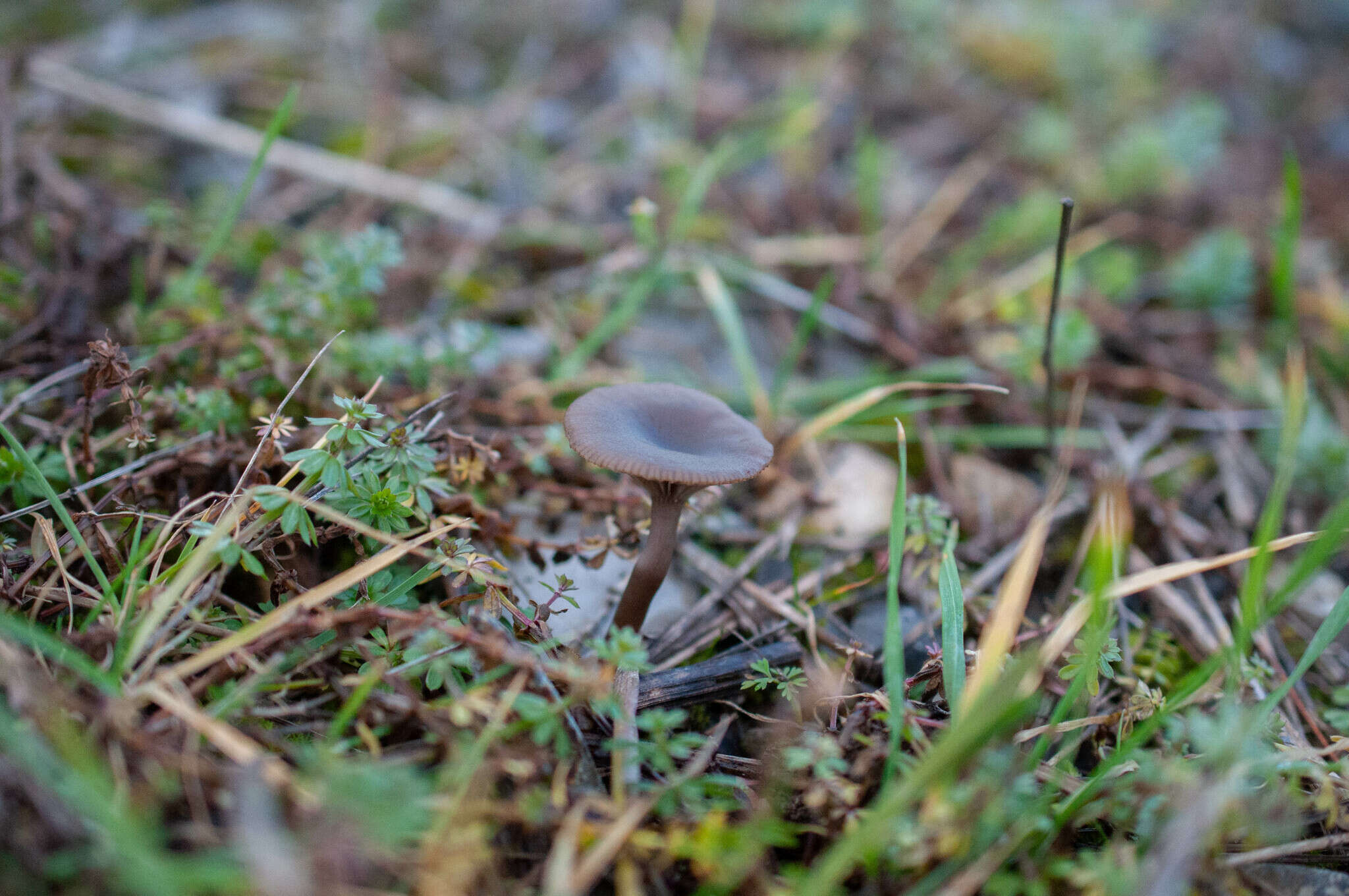 Image of Pseudoclitocybe obbata (Fr.) Singer 1962