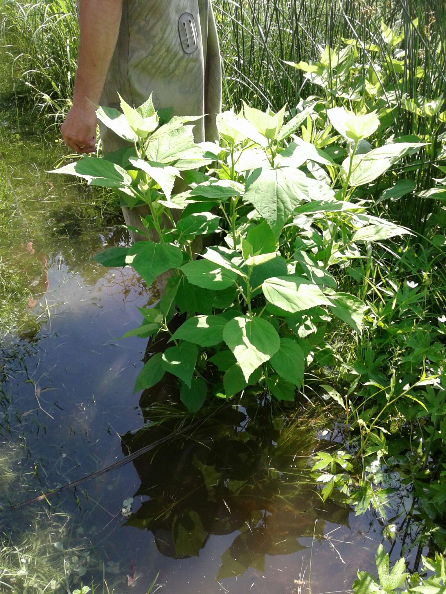 Sivun Hibiscus moscheutos subsp. moscheutos kuva