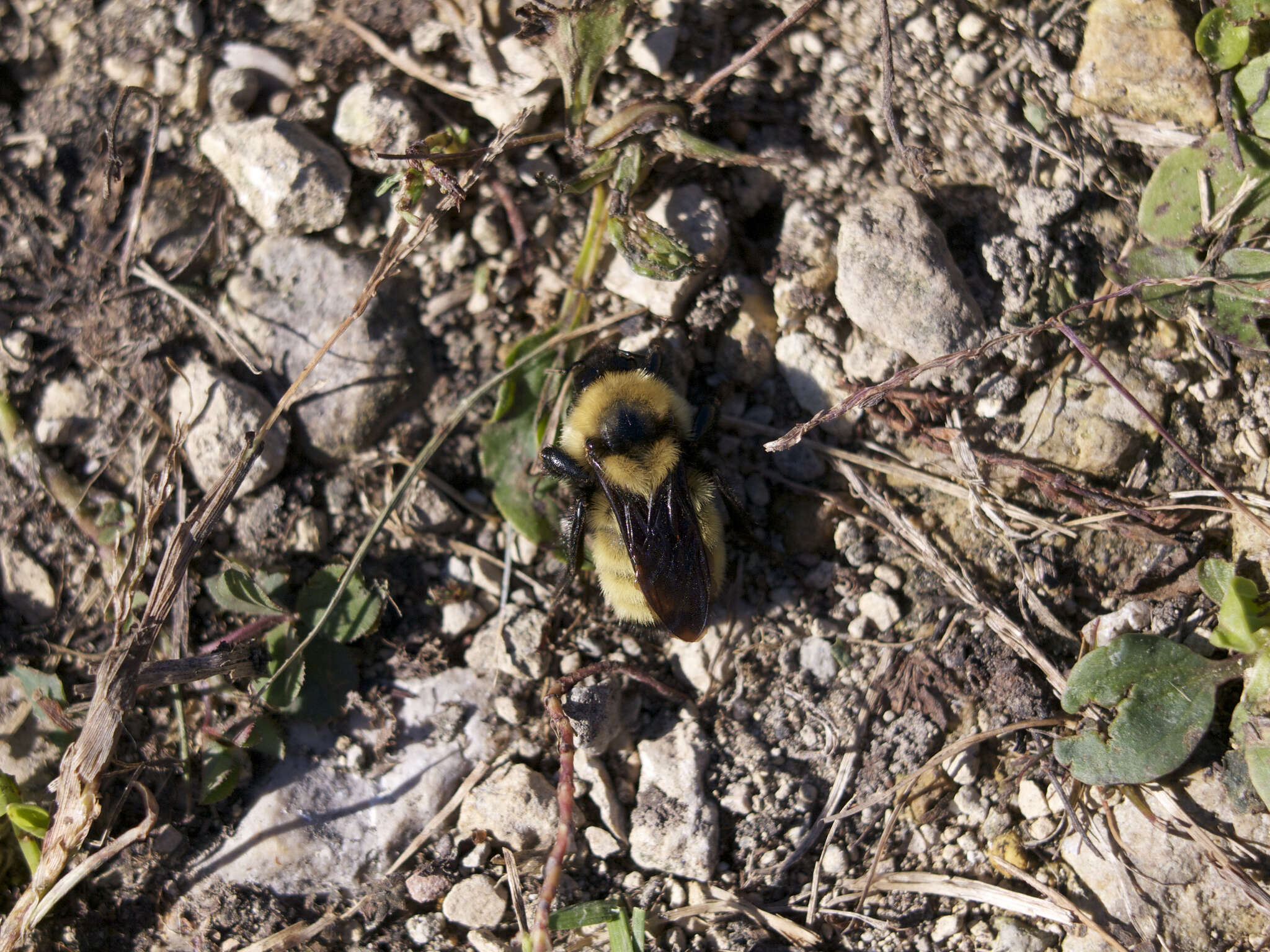 Image of Yellow Bumblebee