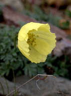 Image of rooted poppy