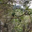 Image of Pandanus sylvestris Bory